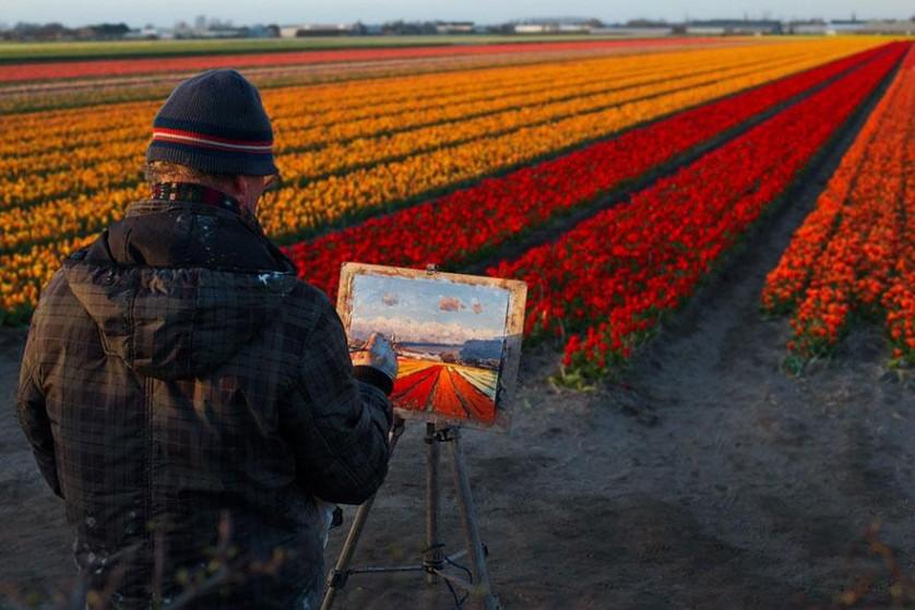 flower-tulip-fields-netherlands-15
