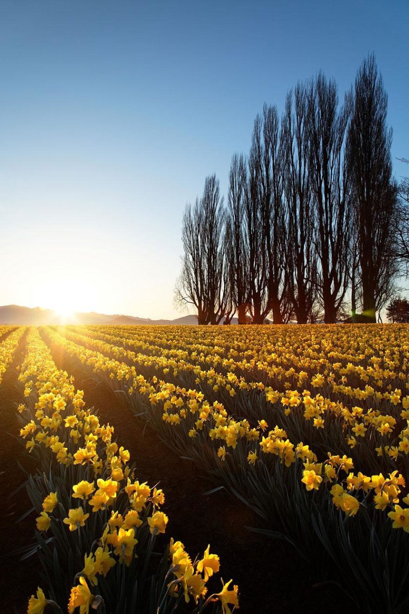flower-tulip-fields-netherlands-2