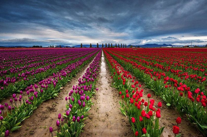 flower-tulip-fields-netherlands-3
