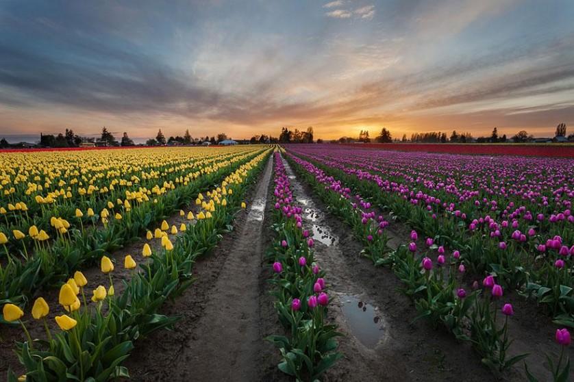 flower-tulip-fields-netherlands-5