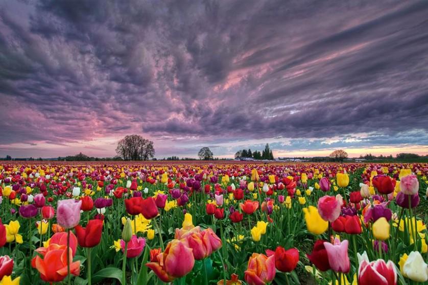 flower-tulip-fields-netherlands-6