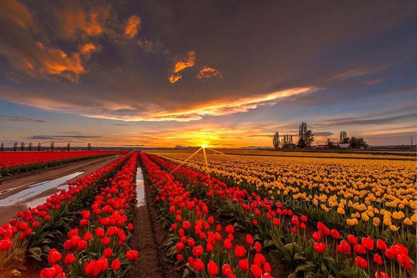 flower-tulip-fields-netherlands-7