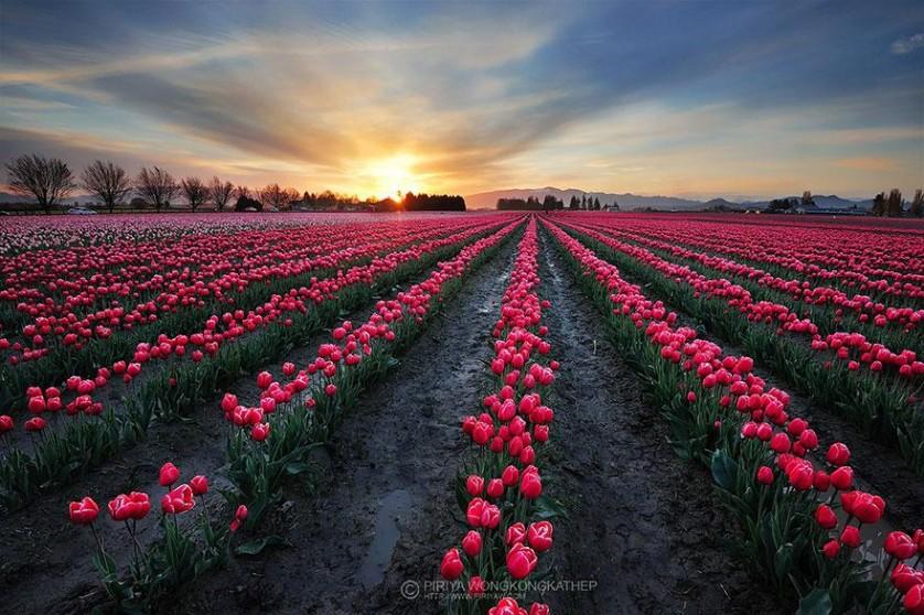 flower-tulip-fields-netherlands-8