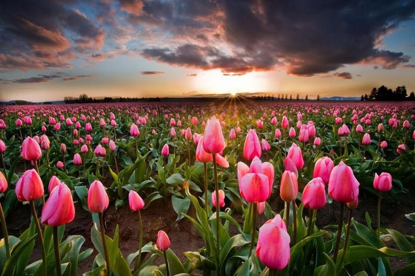 flower-tulip-fields-netherlands-9