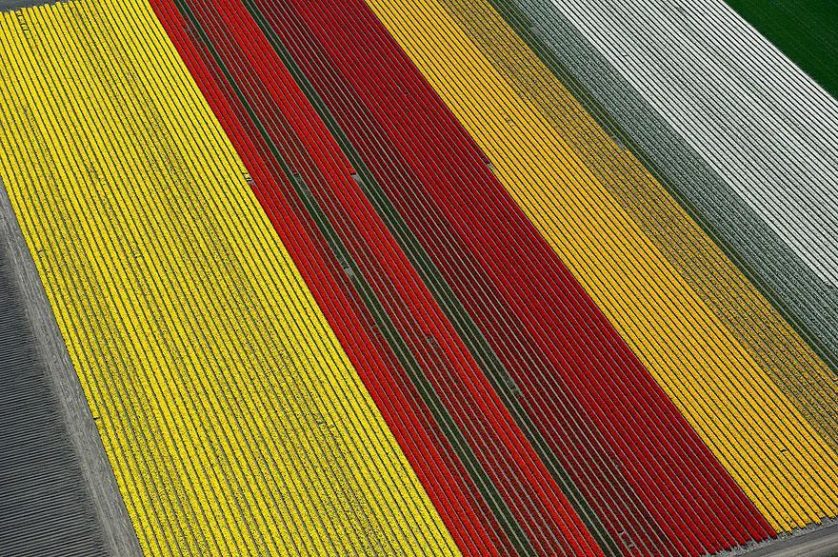 tulip-fields-aerial-view-normann-szkop-9