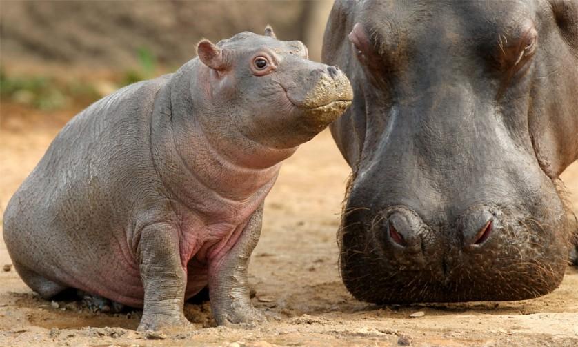 Hipopótamo bebê com a mãe. Hipopótamos recém-nascidos são relativamente pequenos, pesando de 25 a 55 quilos, e são protegidos por suas mães não só de crocodilos e leões, mas de hipopótamos machos adultos também. Foto por: autor desconhecido