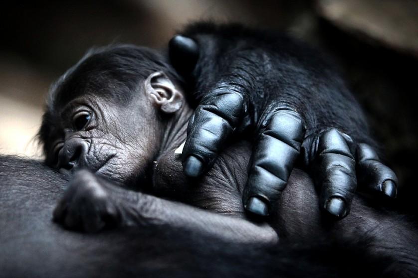 Mãe gorila abraça seu bebê. Esses animais vivem em pequenos grupos de 6 a 7 indivíduos, incluindo um macho adulto, algumas fêmeas e seus filhotes. Foto por: Fredrik Von Erichsen