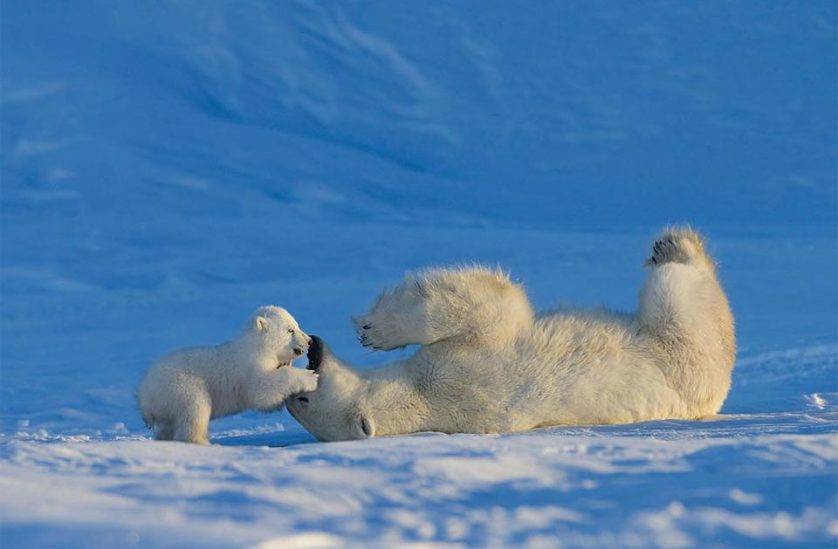 Bebê urso polar brinca com sua mãe. Geralmente, ela amamenta o filhote por dois anos e meio. Durante esse tempo, o protege e o ensina a caçar. Foto por: Nik Zinoviev