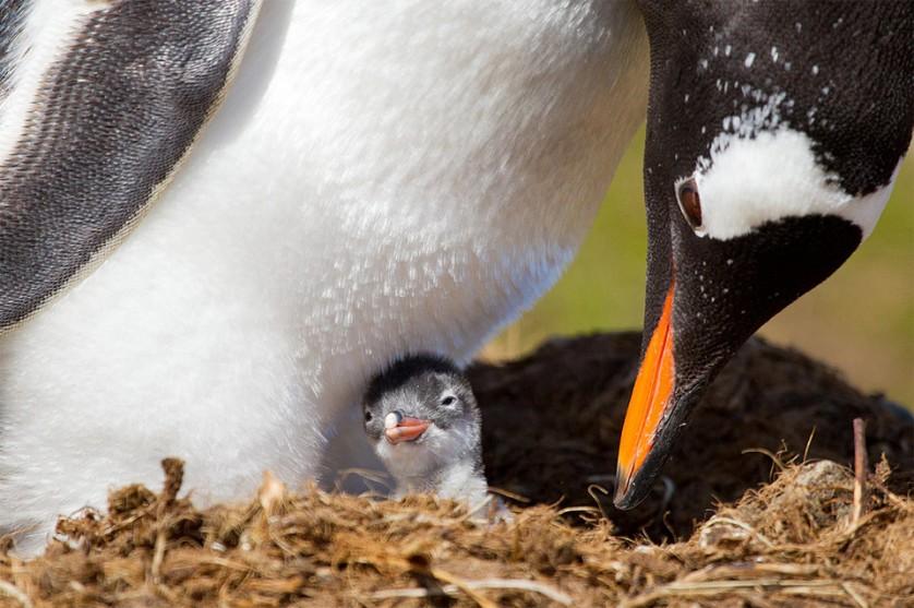 Filhote de pinguim com poucas horas de vida. Pinguins muitas vezes se amontoam para se aquecer nas temperaturas frias da Antártida. Foto por: Ondrej Zaruba