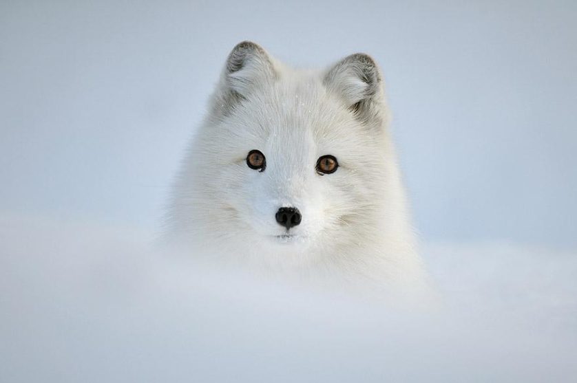amazing-fox-photos-5
