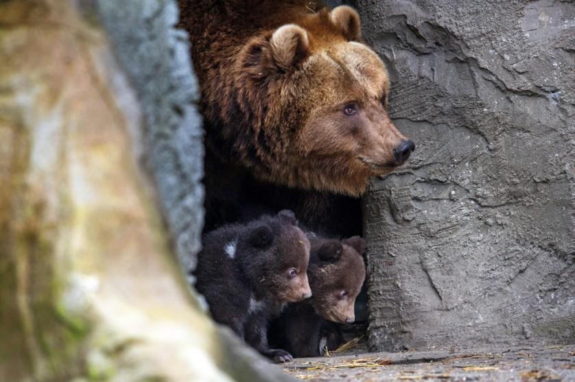 A ursa marrom Mascha e seus filhotes espiam de dentro de uma caverna no zoológico Hagenbeck, em Hamburgo, Alemanha, em 11 de abril.