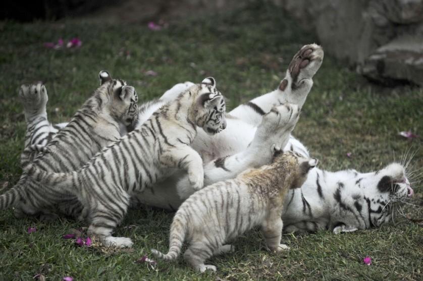  Uma fêmea do tigre-de-bengala branco brinca com seus três filhotes, que nasceram em cativeiro no zoológico da Huachipa, em Lima, Peru, em 29 de abril, desfrutando das temperaturas mais equilibradas dos trópicos. 