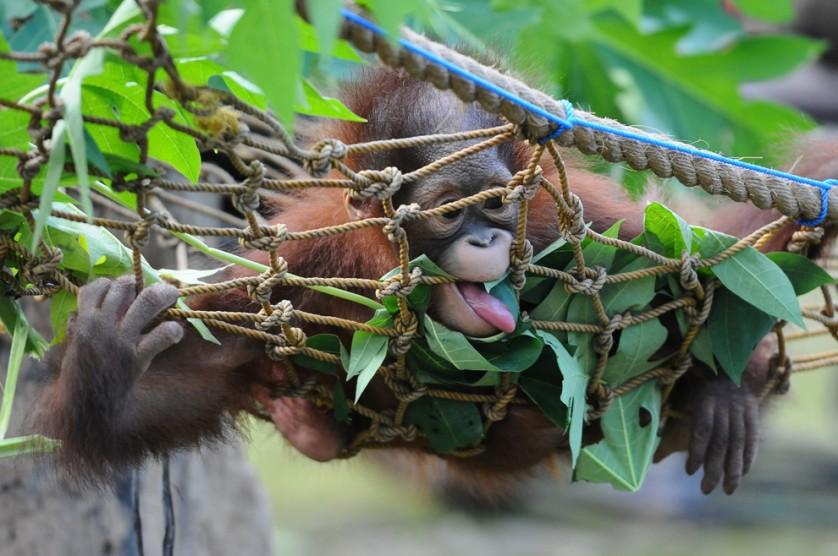 Rizki, um orangotango-de-bornéu ófão de 10 meses de idade, começa a aprender a morder e comer folhas no Zoológico de Surabaya, na Indonésia, em 19 de maio. Ele está sendo preparado para ser devolvido na natureza. O animal e seu irmão foram encontrados no parque nacional de Kutai em 14 de maio em estado crítico após terem sido abandonados por sua mãe. Desde então, o Centro de Proteção ao Orangotango (COP) está cuidados dos animaizinhos, tratando a sua desnutrição e as 16 feridas que tomavam seus pés e mãos.