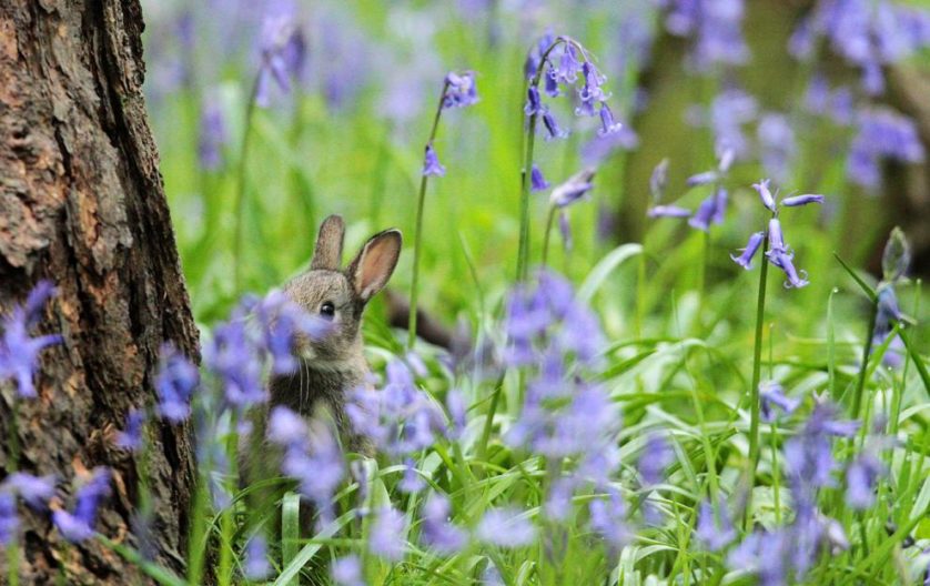 Um coelho bebê enconde-se entre flores roxas em uma floresta de Scunthorpe, nordeste da Inglaterra, em 25 de abril.