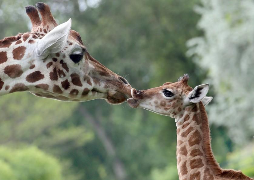 Com nove dias de idade, a girafa Bine lambe o nariz de sua tia Andrea no zoológico Friedrichsfelde, em Berlim, Alemanha, em 9 de maio. A girafa bebê nasceu no dia 30 de abril durante o horário de funcionamento, e vários visitantes tiveram a oportunidade única de assistir ao nascimento. 