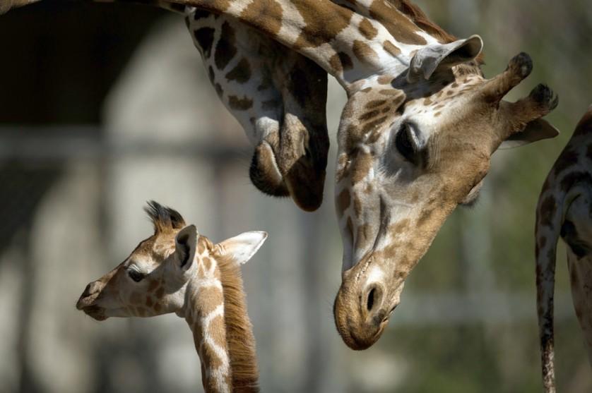O bebê girafa Madiba (à esquerda) fica ao lado de sua mãe, Etosha, e outras girafas no zoológico Tierpark Hagenbeck, em Hamburgo, Alemanha, em 16 de abril.