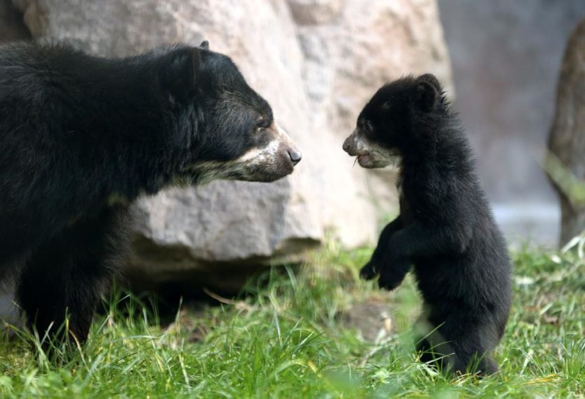 Um urso de cinco meses de idade, ainda sem nome, explora sua jaula com a sua mãe, Huanca, no zoológico em Duisburg, Alemanha.