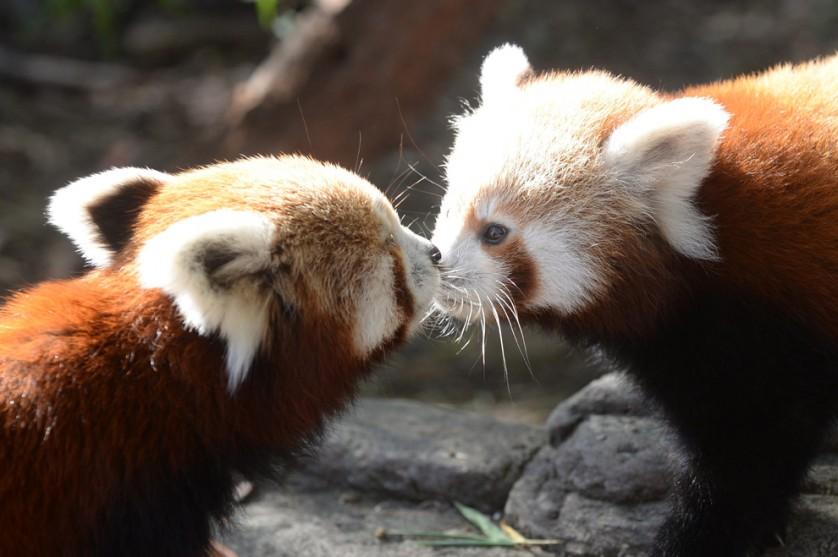  Um dos dois filhotes de panda vermelho (à direita) nascidos no National Zoo and Aquarium em Canberra, Austrália, recebe um beijo de sua mãe, Eilisha, em 8 de maio. O panda vermelho é nativo da China e do leste do Himalaia e é uma espécie ameaçada.