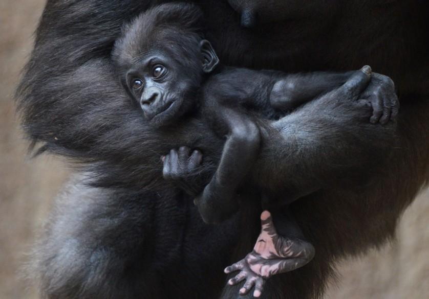 Diara, um bebê gorila de quase dois meses de idade, relaxa nos braços de sua mãe, Kumili, em 8 de maio, no zoológico de Leipzig, na Alemanha.