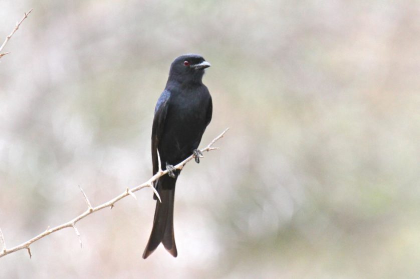 Fork-tailed-Drongo
