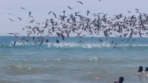frenesi alimentar pelicanos