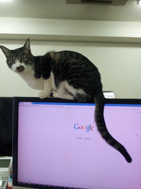 gatos escritorio japao (2)