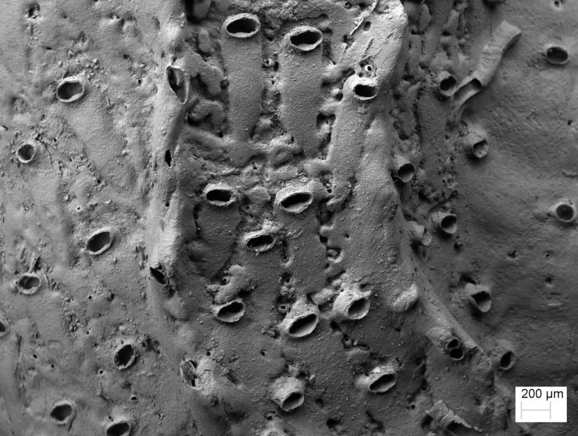 Varredura de microscópio eletrônico das aberturas do Protulophila em uma minhoca marinha