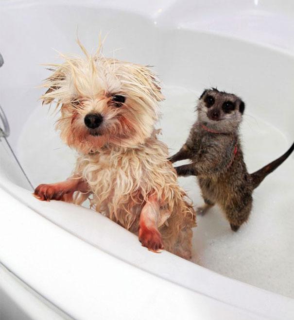animais que amam tomar banho (3)