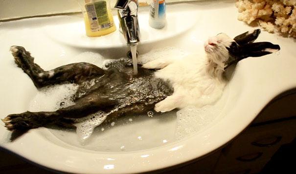 animais que amam tomar banho (4)