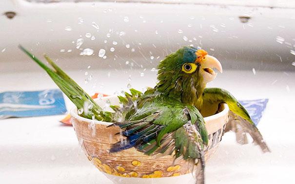 animais que amam tomar banho (6)