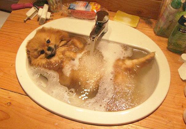 animais que amam tomar banho (9)