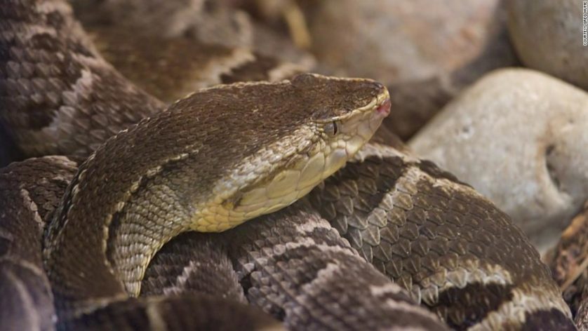 Jararaca-ilhoa veneno de cobra salva vidas