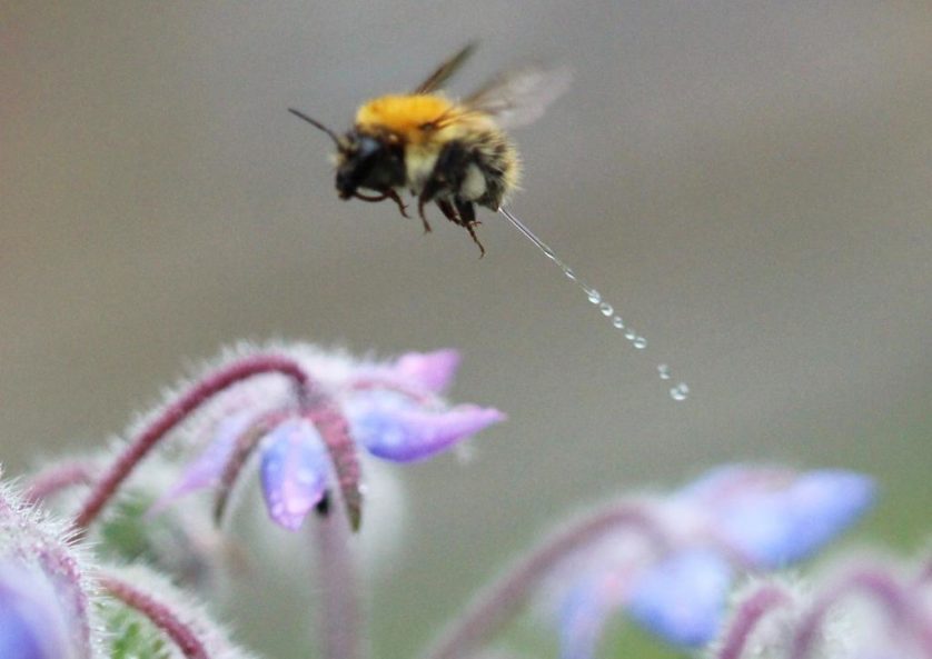 Foto de abelha fazendo xixi