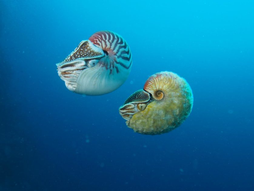 Nautilus pompilius (esquerda) nada próximo ao raro Allonautilus scrobiculatus (direita) na Ilha Ndrova 