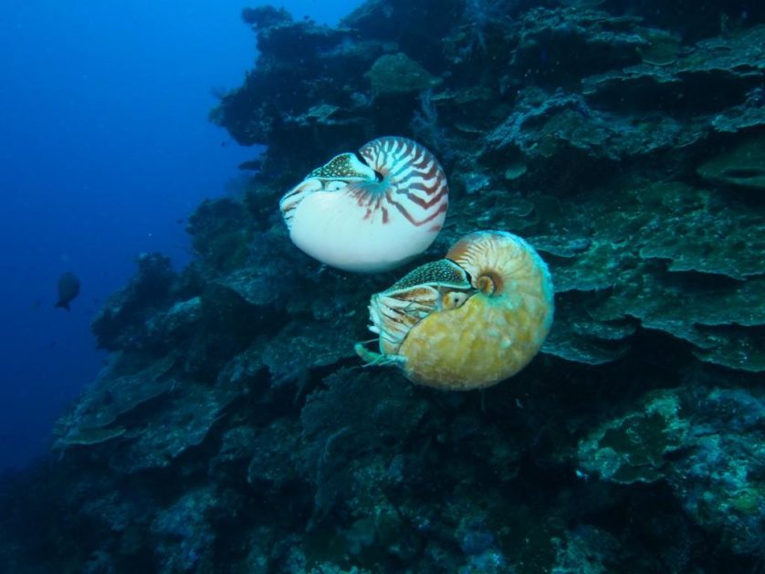 Nautilus pompilius nada acima ao raro Allonautilus scrobiculatus na Ilha Ndrova 