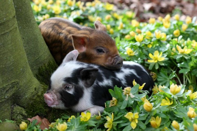 Micro pigs first day of spring
