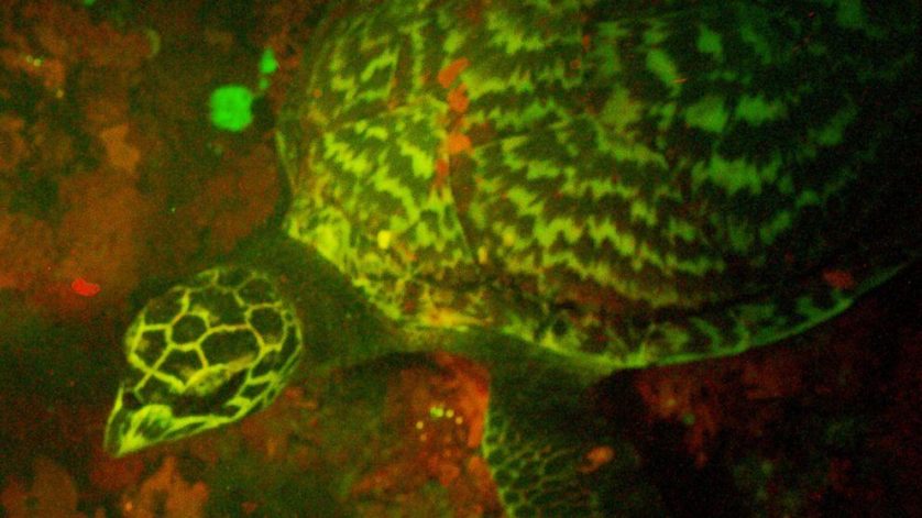 tartaruga marinha bioluminescente