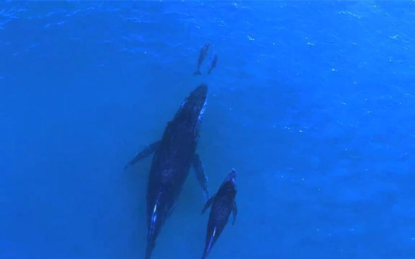 baleia e golfinho 2