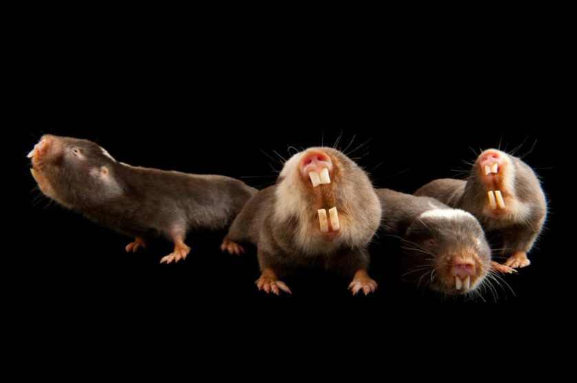 Ratos-toupeira (Cryptomys damarensis) no jardim zoológico de Houston. Estes roedores subsaarianos são um dos dois únicos conhecidos mamíferos eussociais 