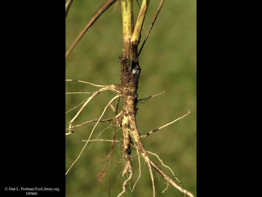 Carrot_Queen_Annes_Lace_or_wild_carrot_roots_DP860