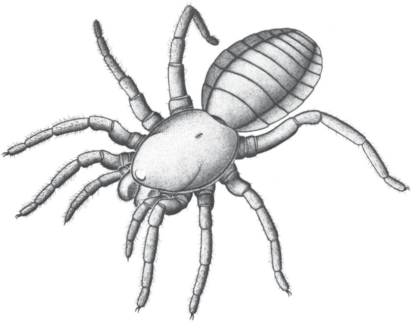 fossil-bizarro-mostra-origens-das-aranhas-2