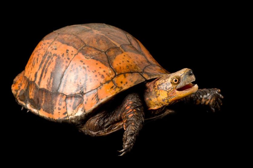 Cuora galbinifrons, uma tartaruga bastante ameaçada da China, Laos e Vietname