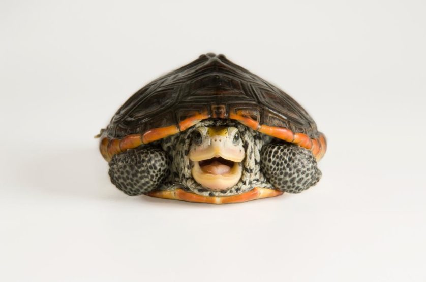 Malaclemys terrapin, uma tartaruga do Mississippi.