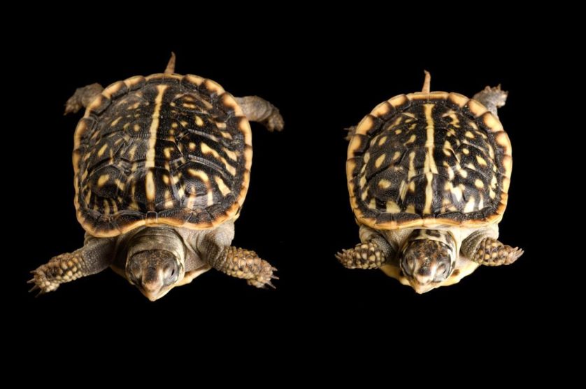 Terrapene ornata, na verdade dois filhotes da tartaruga caixa ornamentada, que tinham três centímetros ao nascer