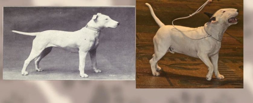 bull-terrier