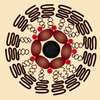 As nanométricas naves de carga se parecem individualmente com um amendoim coberto de chocolate, no qual um lipídio biocompatível forma o exterior "acocolatado" e nanopartículas magnéticas, pontos quânticos e a droga anti-câncer doxorubicina formam o amendoim.