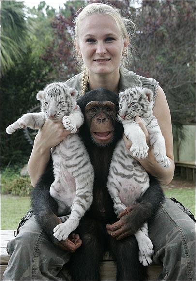 chimpanzé tigre siberiano