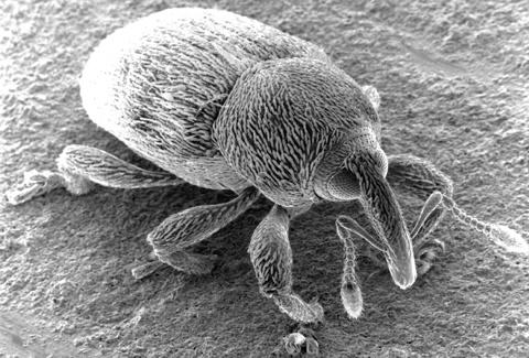 Imagem de um gorgulho, um tipo de besouro, feita em um microscópio de elétrons. O seu nariz tem cerca de 100 microns de comprimento.