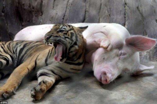 tigres porcos