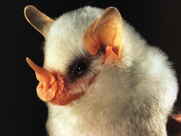 Ectophylla alba morcego branco